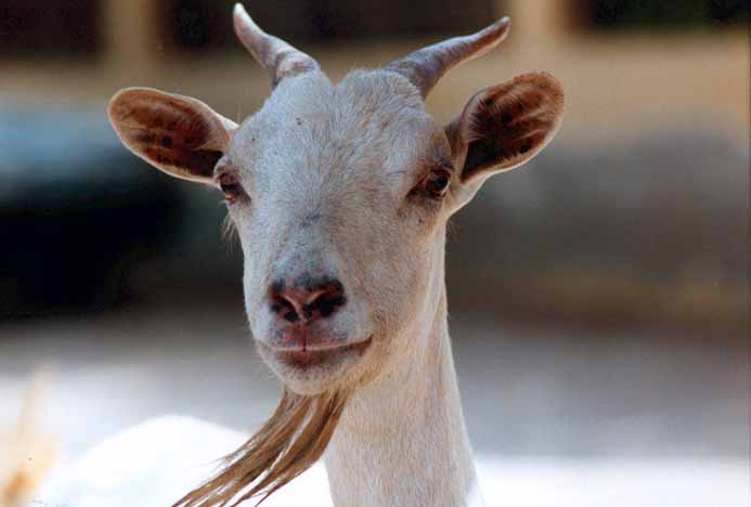 La_Chevre_de_St_Louis