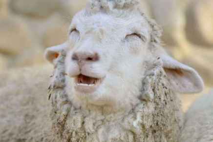 La pochette du prochain&nbsp;DevilDriver