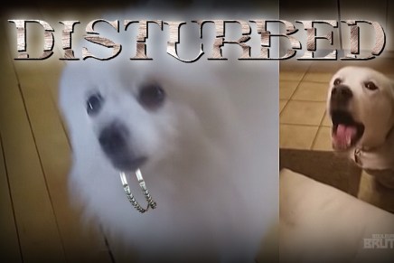 Voici la meilleure reprise de DISTURBED au&nbsp;monde